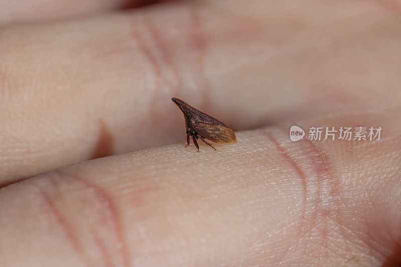 马齿苋(马齿苋)。Wide-footed Treehopper